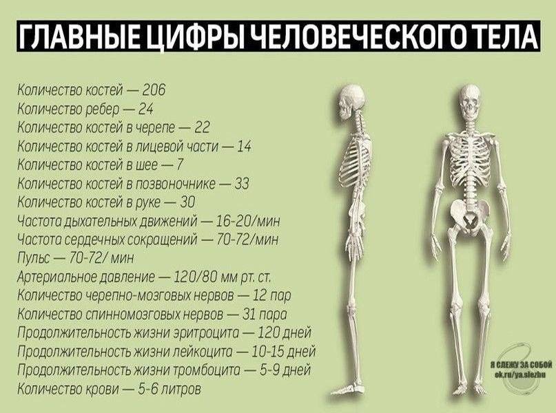 Сколько весит скелет человека: тяжелые кости и плотность