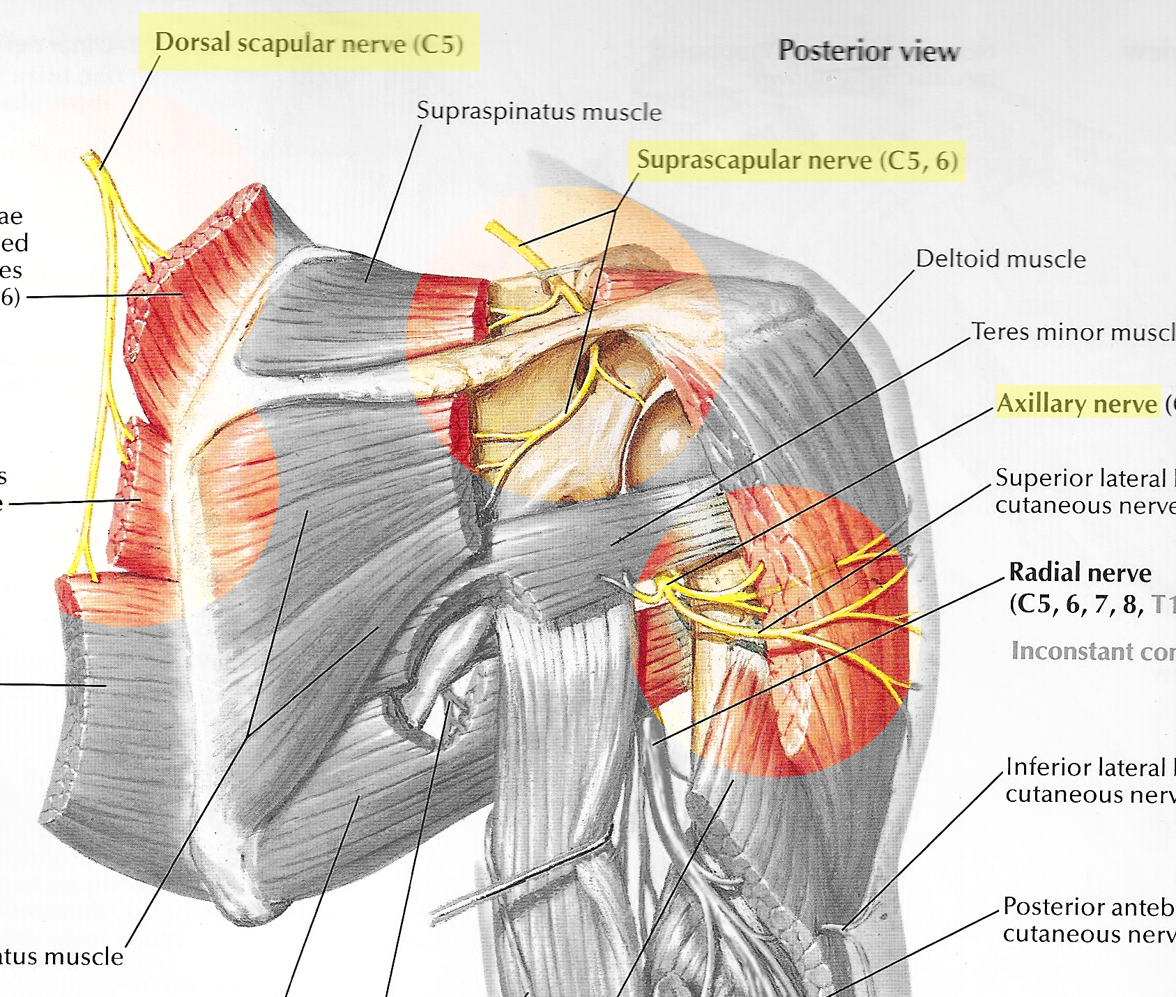 Ушиб плеча. причины, виды болей, патологии, вызывающие болезненность