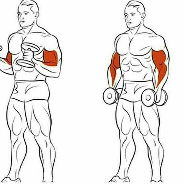 Сколько нужно заниматься, чтобы накачать грудные и другие мышцы с нуля