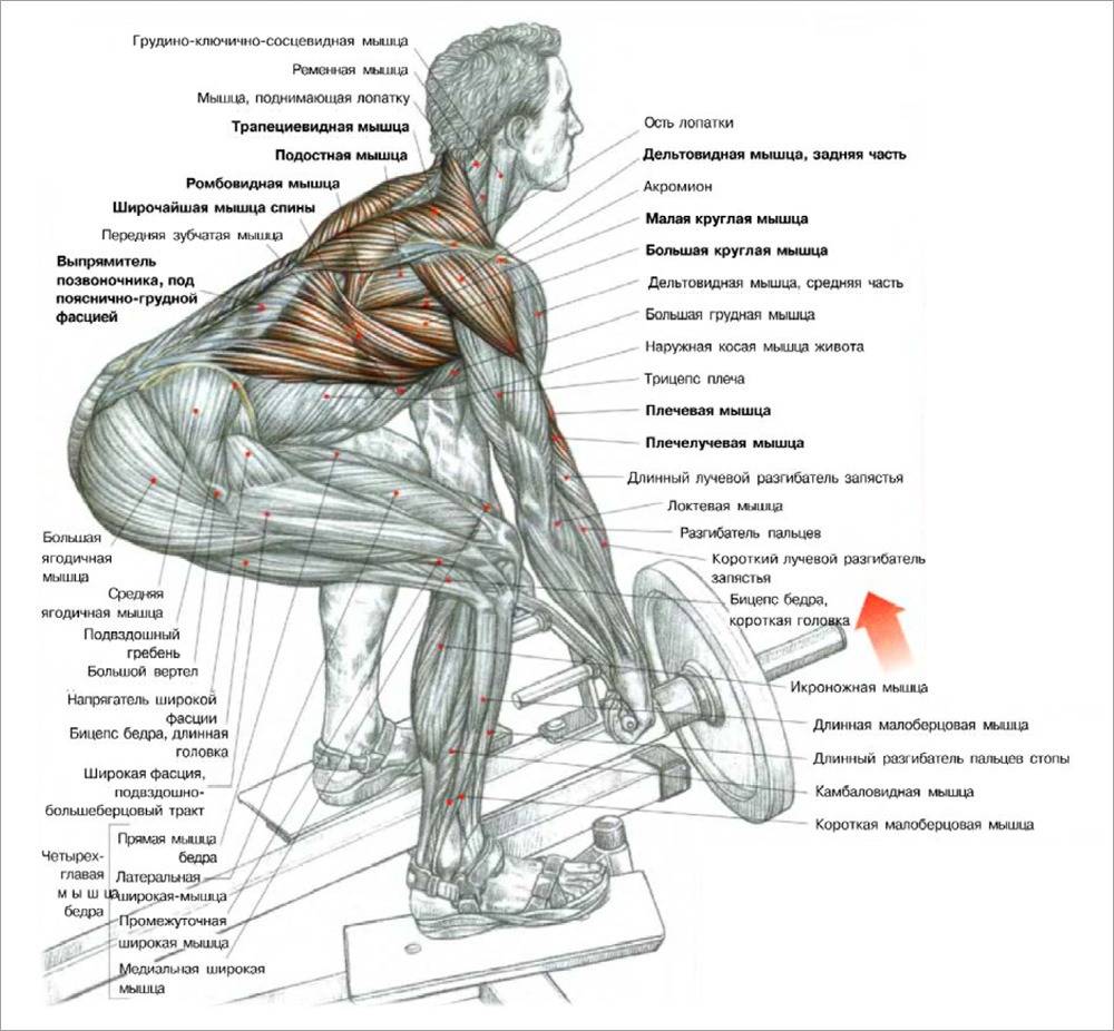 Тяга Т-штанги в наклоне – проработка мышц спины