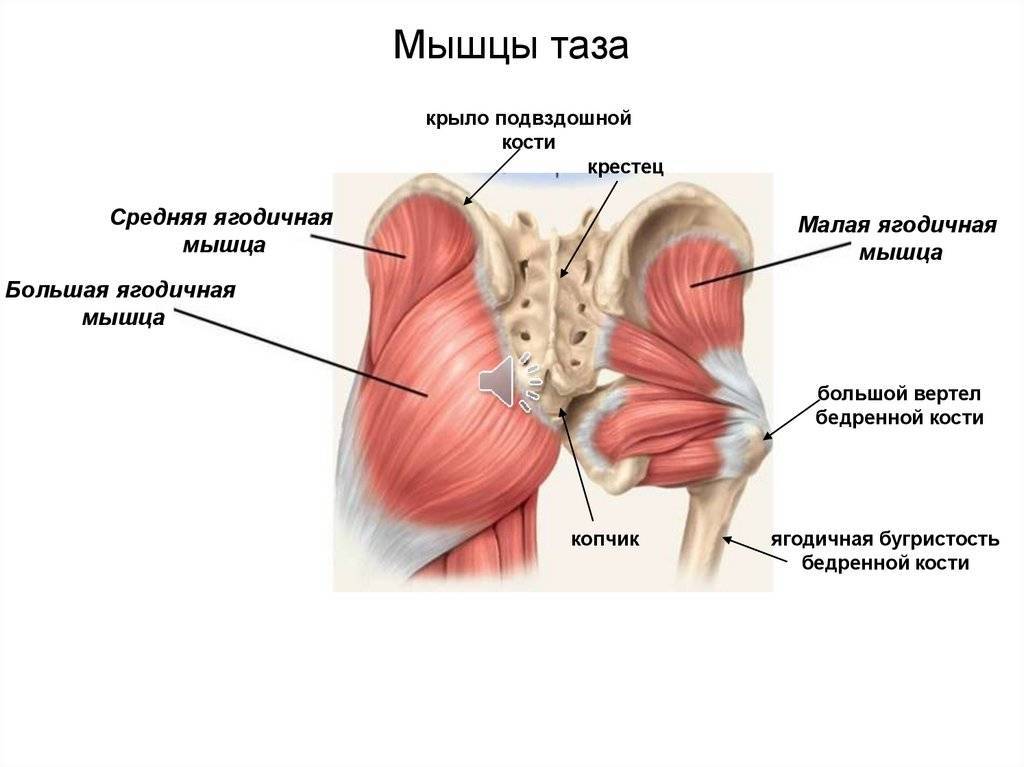 Ягодичные мышцы: анатомия и строение большой, средней и малой ягодичной