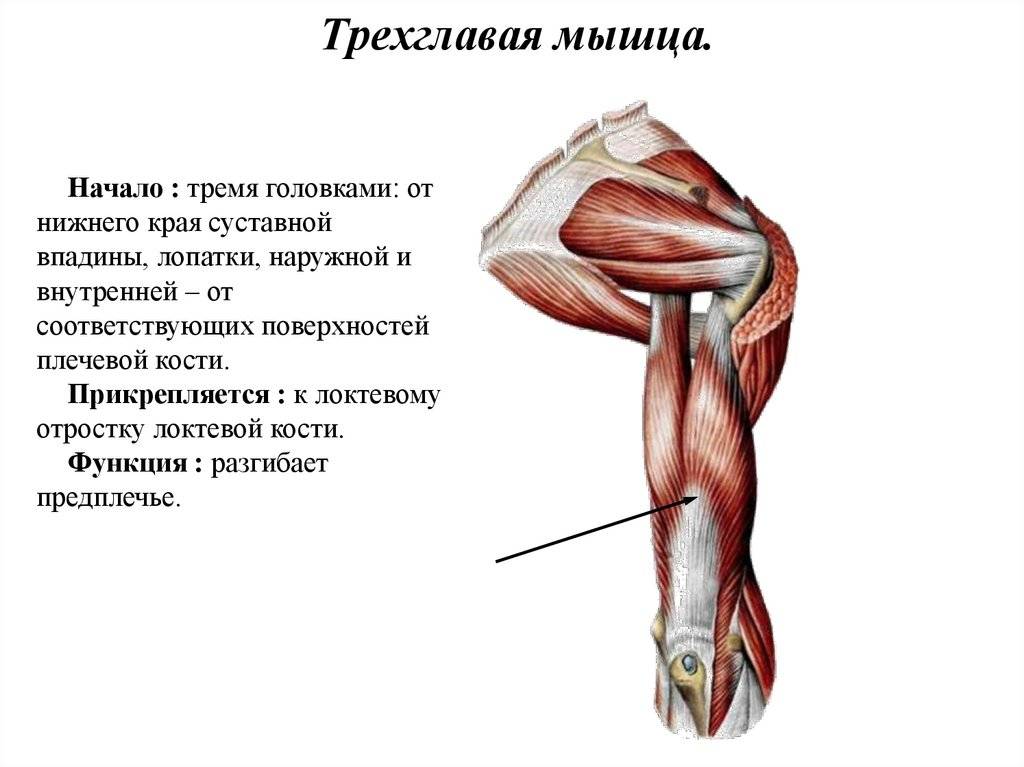 Разрыв сухожилия бицепса: симптомы, восстановление, реабилитация | разрыв дистального сухожилия двуглавой мышцы плеча