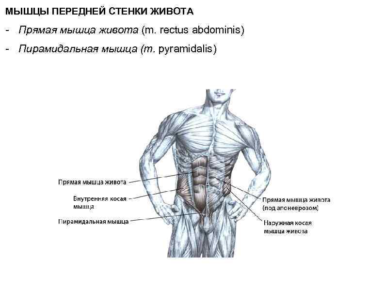 Поперечная мышца живота: анатомия и упражнения для тренировки