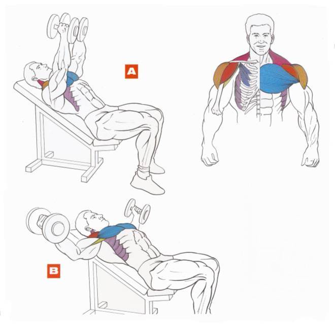 Как накачать верхнюю часть грудных мышц – комплекс упражнений