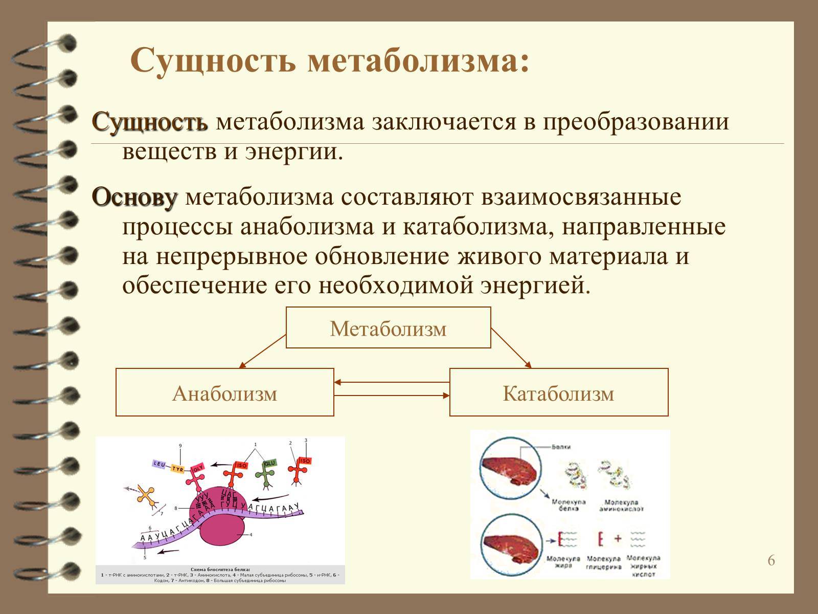 Метаболизм клетки. энергетический обмен и фотосинтез. реакции матричного синтеза. | егэ по биологии