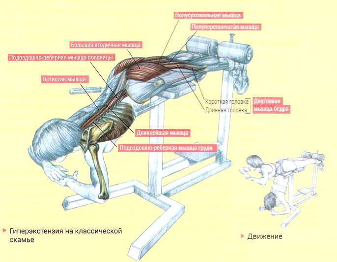Гиперэкстензия: что это такое и какие мышцы работают в упражнении