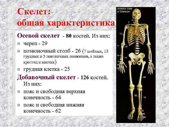 Строение и функции скелета человека: название костей их роль в теле человека