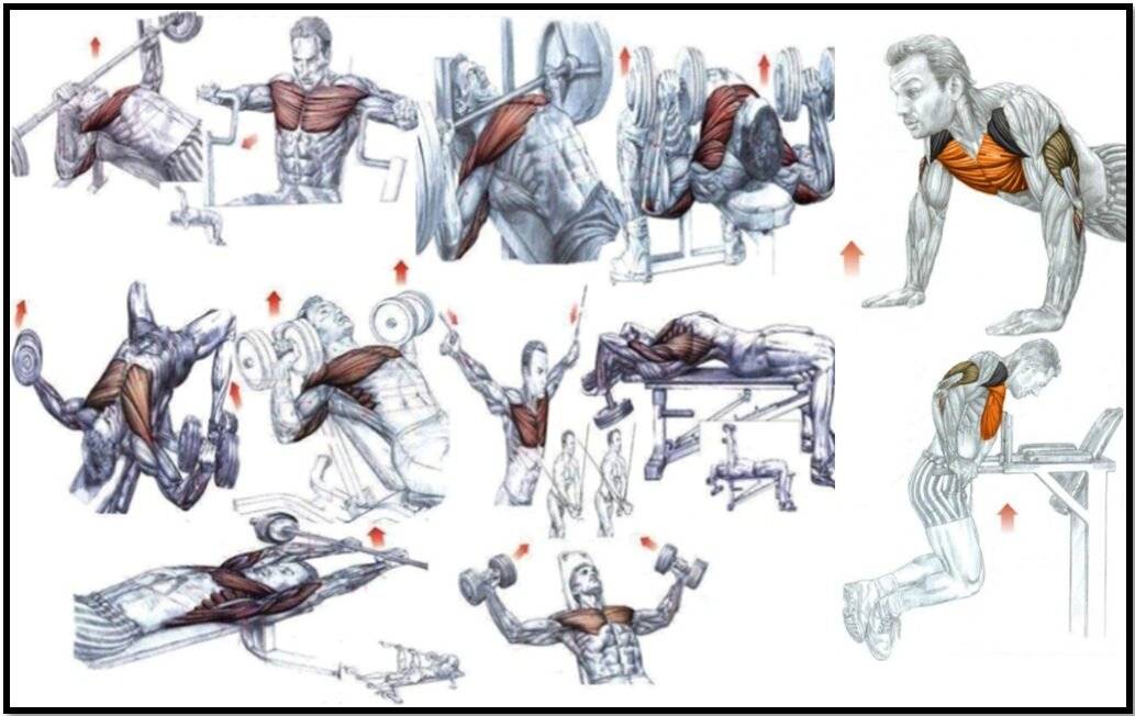 Лучшие упражнения чтобы накачать грудь дома: тренировка грудных мышц в домашних условиях без тренажеров отжманиями и гантелями