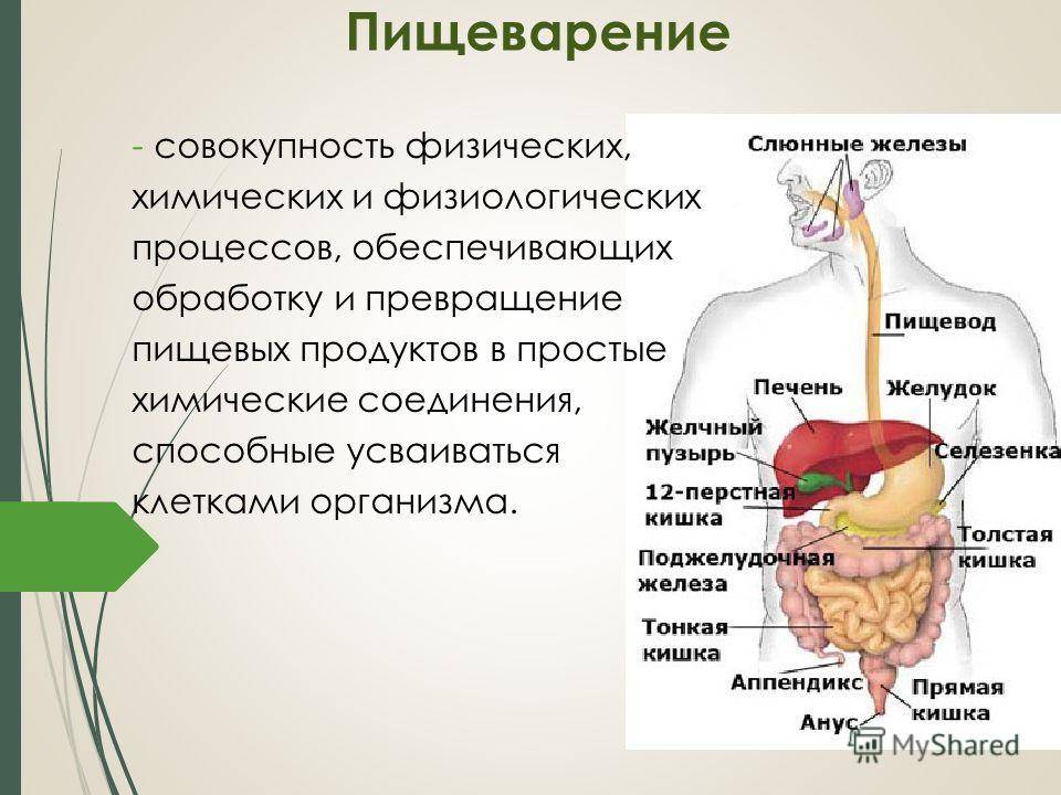 Пищеварительная система человека – функции, схема строения и работа органов пищеварения