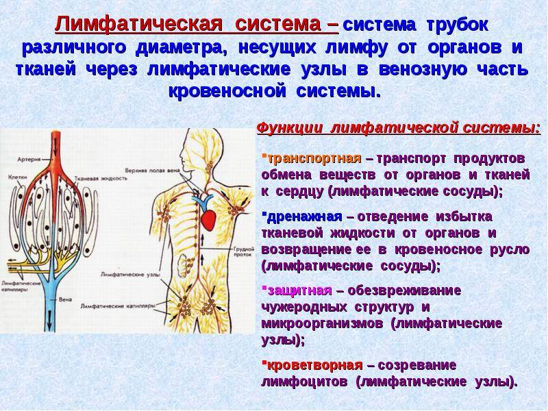 Лимфатическая система человека, функции и схема движения лимфы