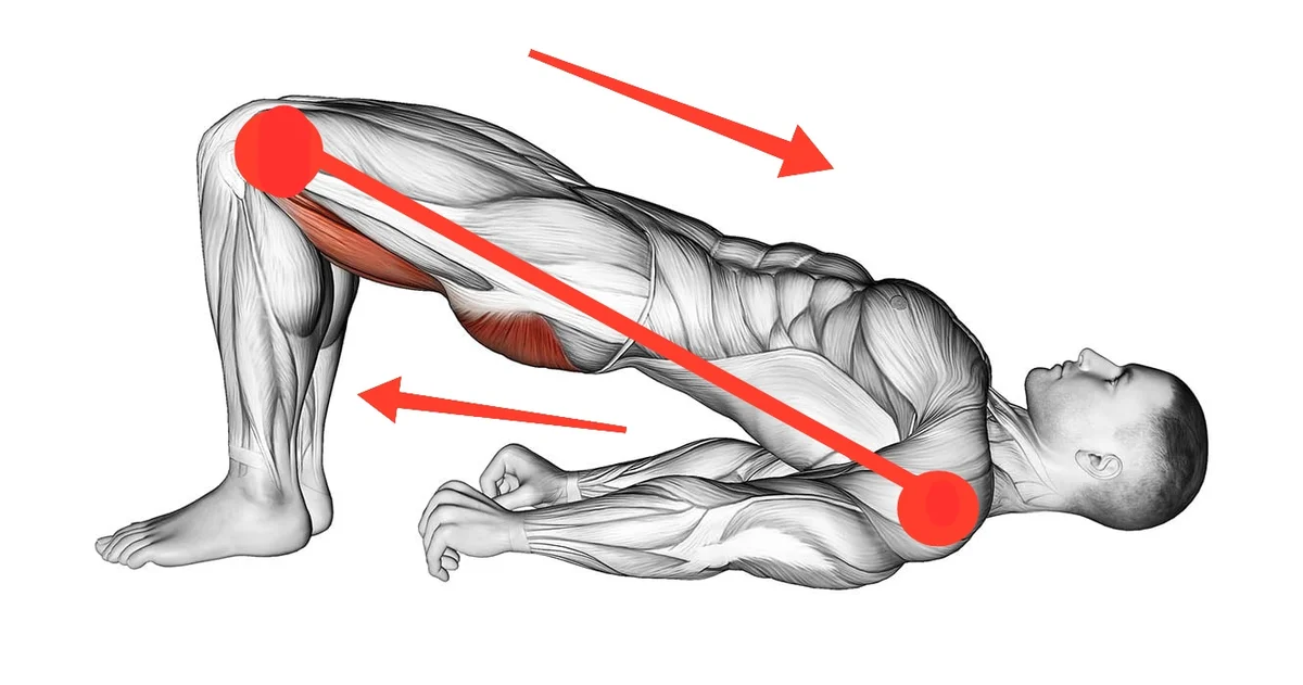 Бицепс бедра: как накачать двуглавую мышцу бедра, топ 5 упражнений