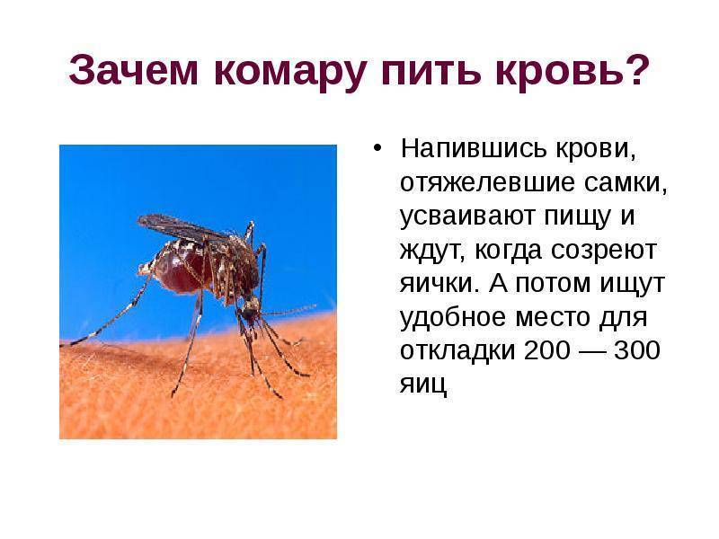 Любимая группа крови для комаров
