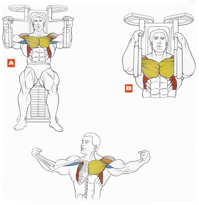 Как накачать грудные мышцы