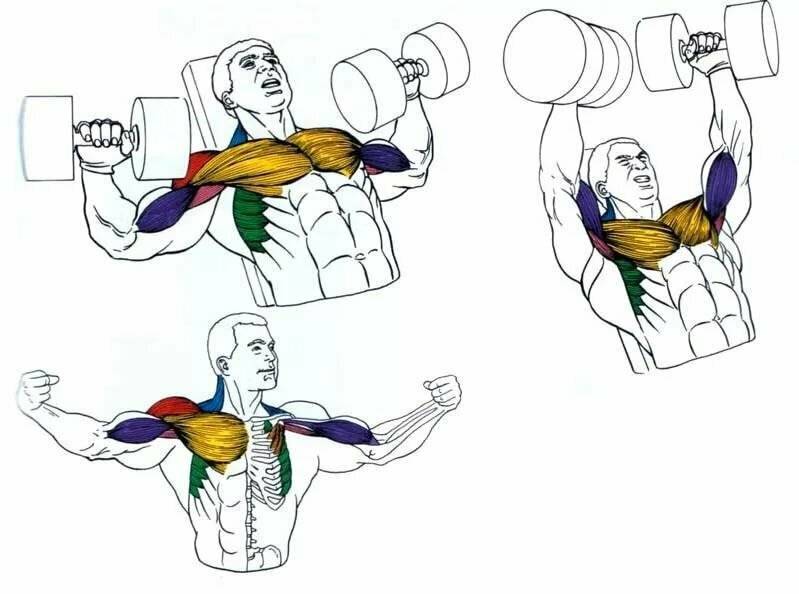 Топ-10 упражнений для мышц груди с гантелями (фото)