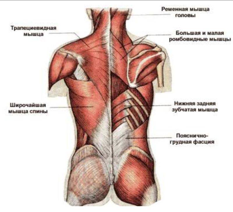 Мышцы спины человека: анатомия и строение, глубокие и поверхностные, фото и функции, косые мышцы спины | ревматолог | zaslonovgrad.ru