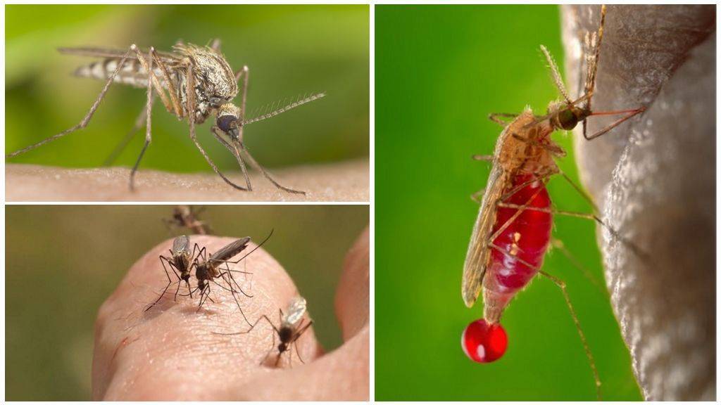 Любят ли комары какую-то определённую группу крови?!
