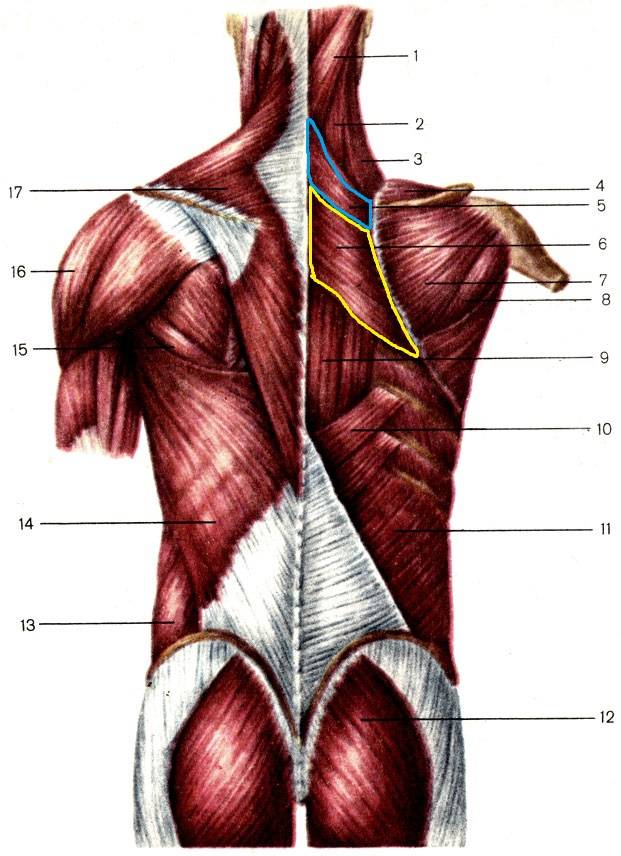 Учебное пособие «биомеханика мышц»
