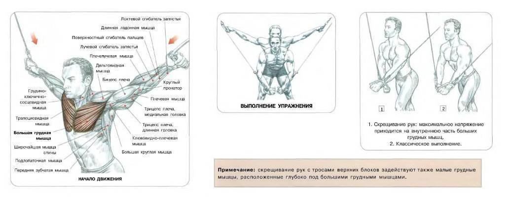 Сведение рук в тренажёре: делаем грудь рельефной | rulebody.ru — правила тела