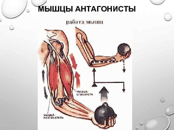 Мышцы агонисты, антагонисты и синергисты – анатомия и примеры