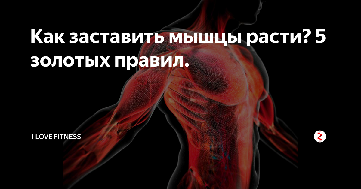Как происходит рост мышц, за счет чего растут мышцы, что влияет на скорость роста мышц