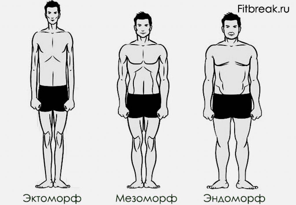 Типы телосложения по шелдону
типы телосложения по шелдону