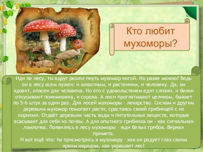 Врачи объяснили, почему детям вредно есть грибы - парламентская газета