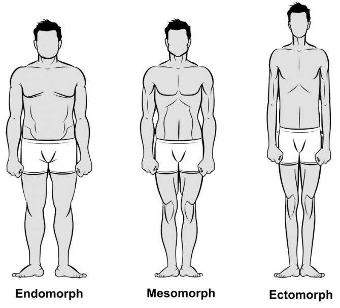 Питание по типам телосложения для мужчин: эктоморф, эндоморф, мезоморф | курсы и тренинги от лары серебрянской