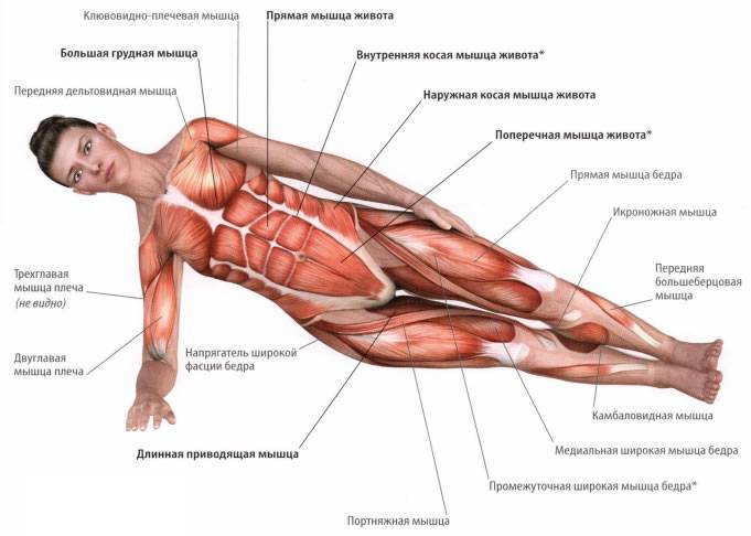 Мышцы кора: что это такое, упражнения
