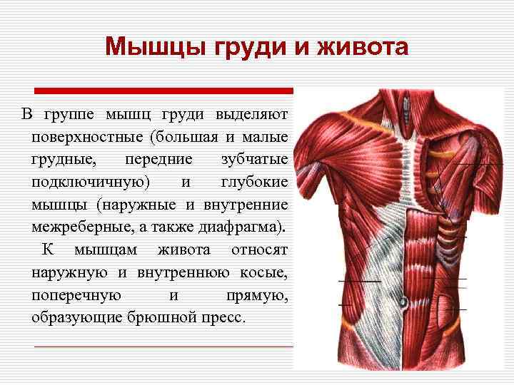 Мышцы живота, брюшной пресс и его значение. реферат. медицина, физкультура, здравоохранение. 2010-10-16