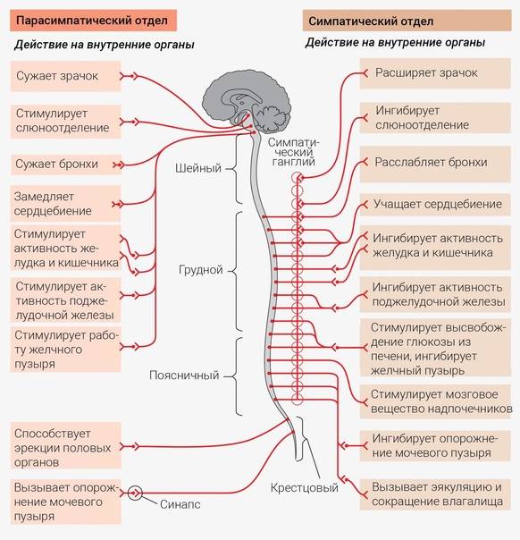 Соматоформная дисфункция вегетативной нервной системы, лечение соматоформного расстройства внс в цмз «альянс»