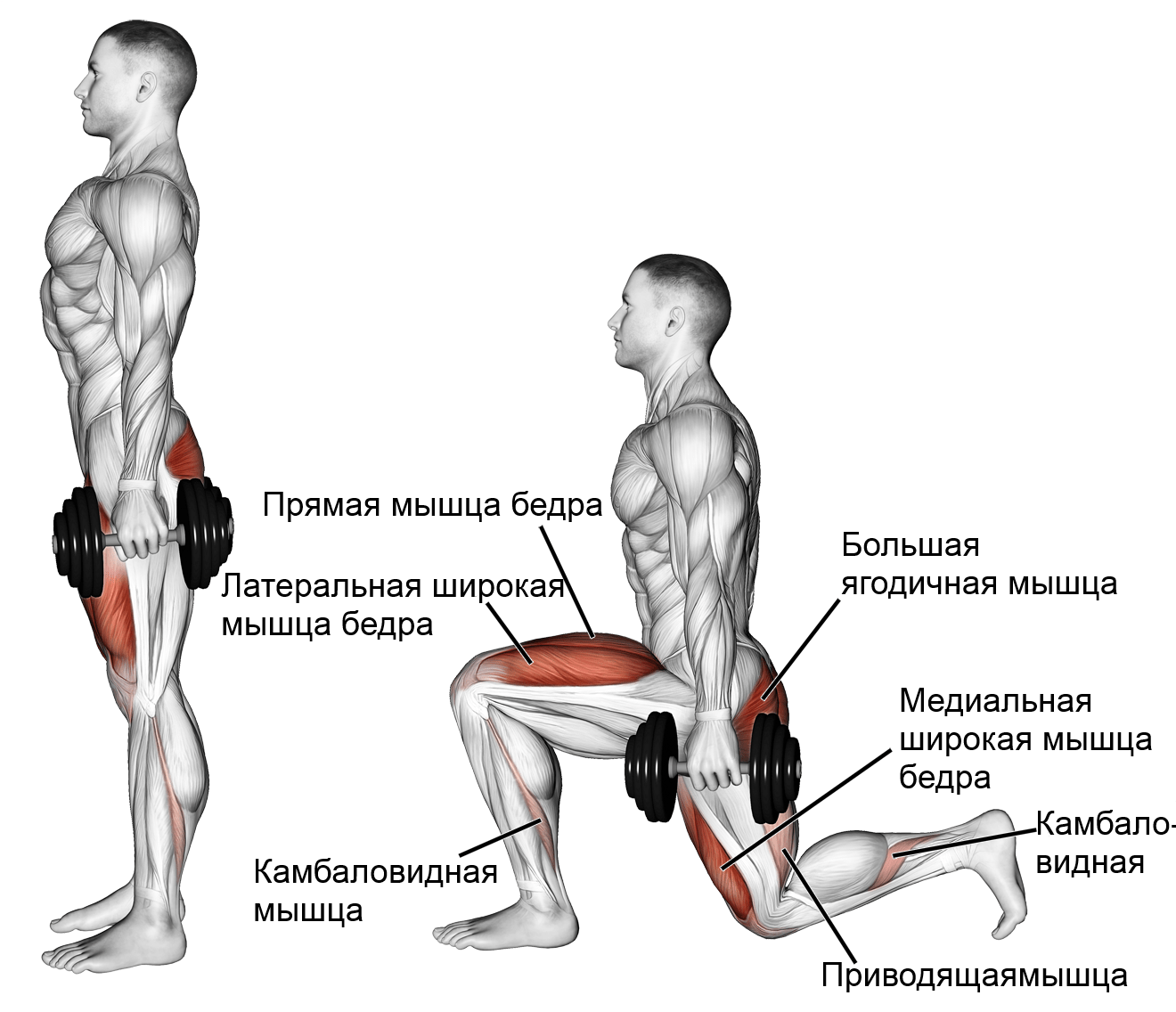 Как накачать ноги в домашних условиях, упражнения для икр | твой фитнес