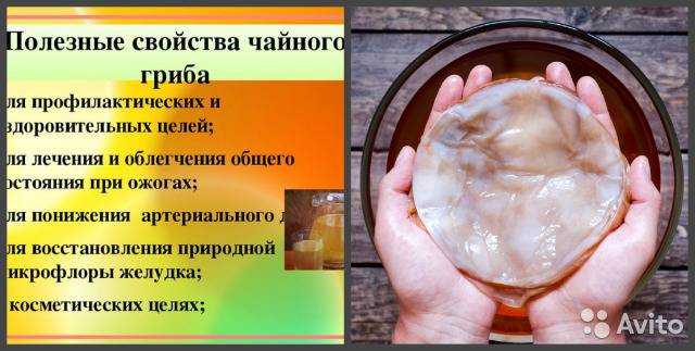 Вред и польза чайного гриба для организма человека