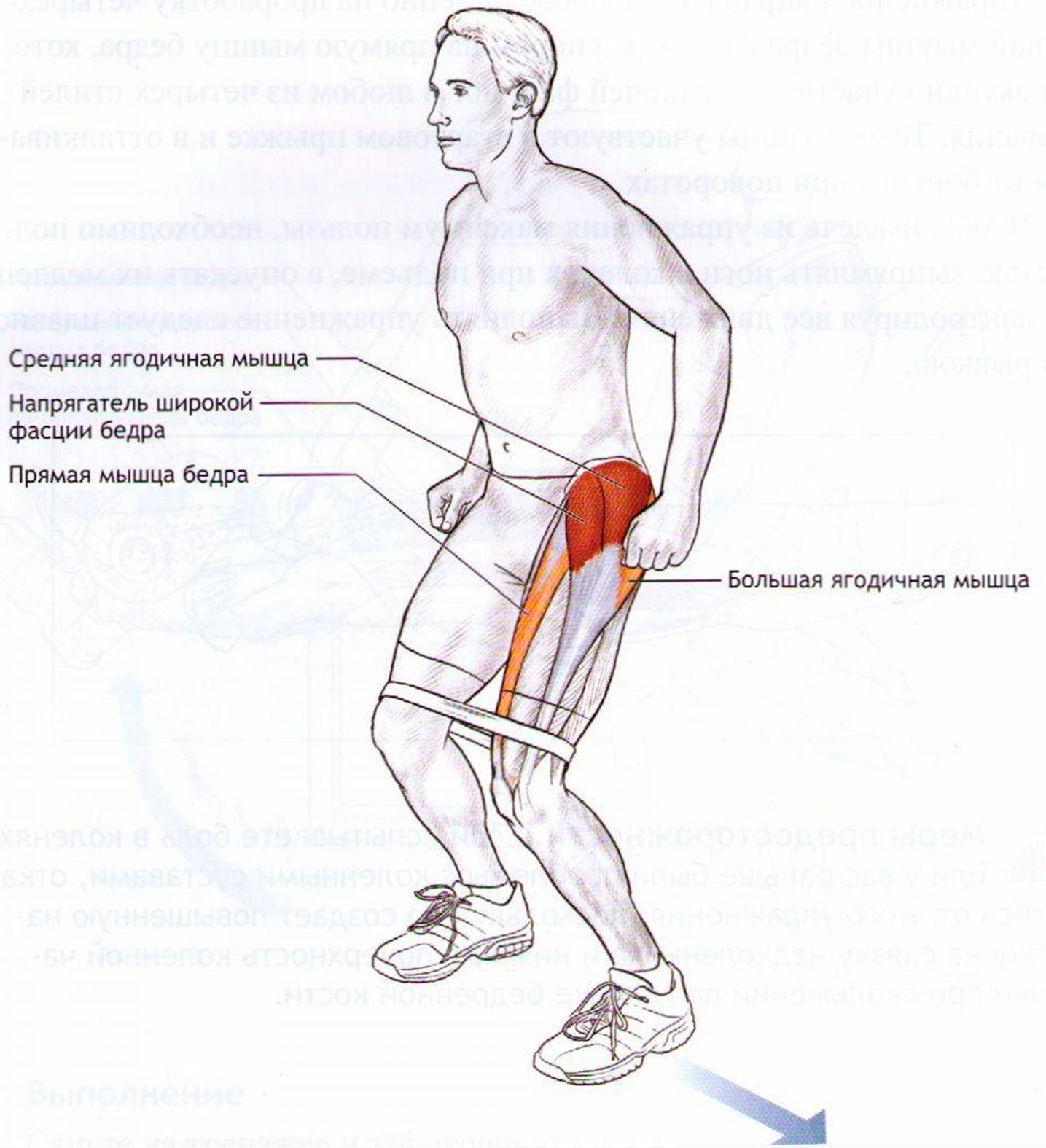 Какие мышцы работают при беге - спорт с точки зрения анатомии