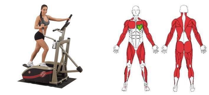 Эллиптический тренажёр какие мышцы работают, упражнения и программа тренировок