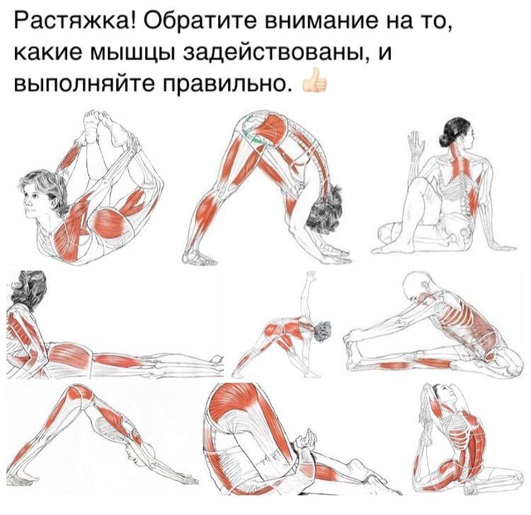 Фитнес-мифы: растяжка делает мышцы длинными и рельефными - fitlabs / ирина брехт