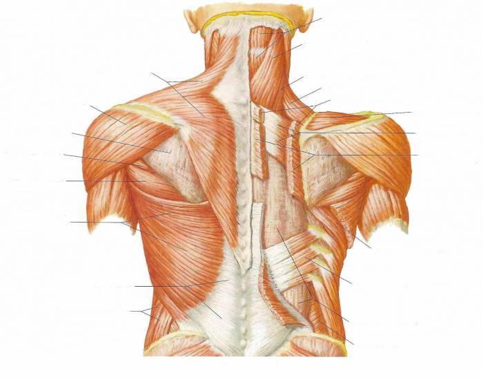 Анатомия позвоночника и спины - e-anatomy