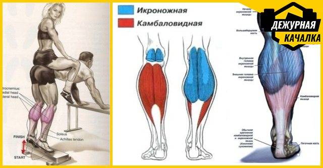 Как накачать икры ног: комплекс упражнений для тренировки икроножных мышц | rulebody.ru — правила тела