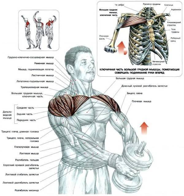 Как качать верхнюю часть грудных мышц – упражнения для мощной груди
