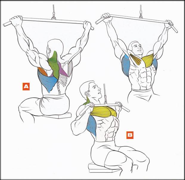 Тяга вертикального блока к груди: базовое упражнение для мышц спины