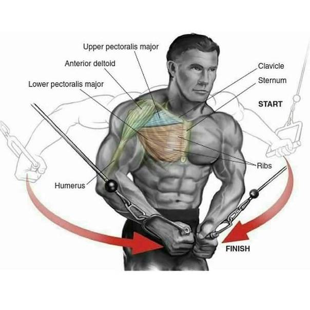 Как накачать внутреннюю часть грудных мышц: упражнения для середины груди