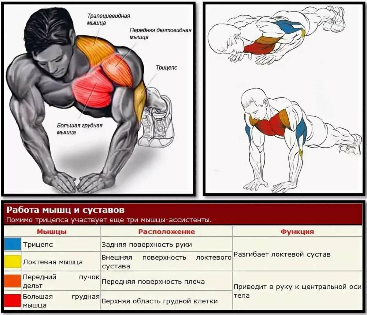 Отжимания от пола: какие мышцы работают, виды отжиманий, как правильно выполнять упражнение