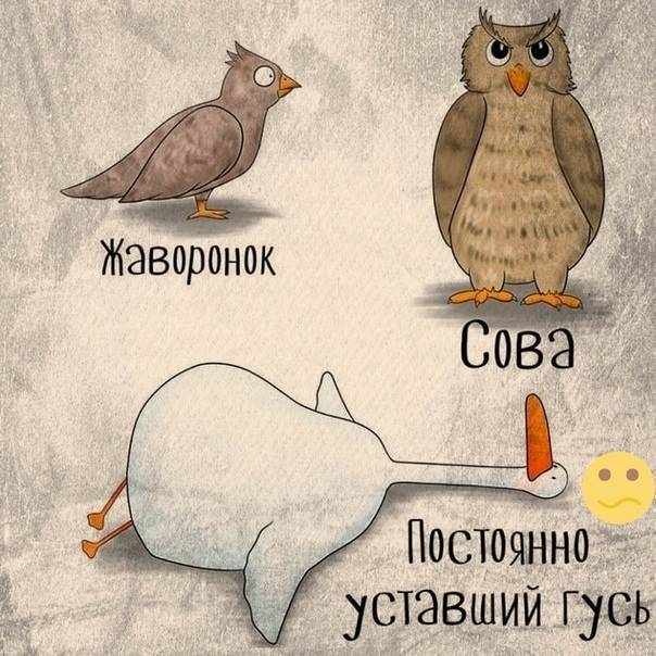 Разбор полетов. сомнологи о совах и жаворонках – юлия гусарова – как жить – материалы сайта – сноб