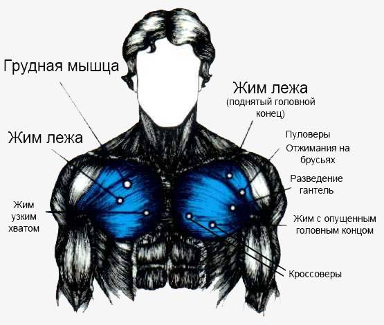 Как накачать грудные мышцы: упражнения, программа тренировок накачать грудь