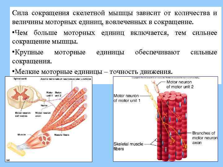 Физиология мышц  [1988 воробьева е.а., губарь а.в., сафьянникова е.б. - анатомия и физиология: учебник]