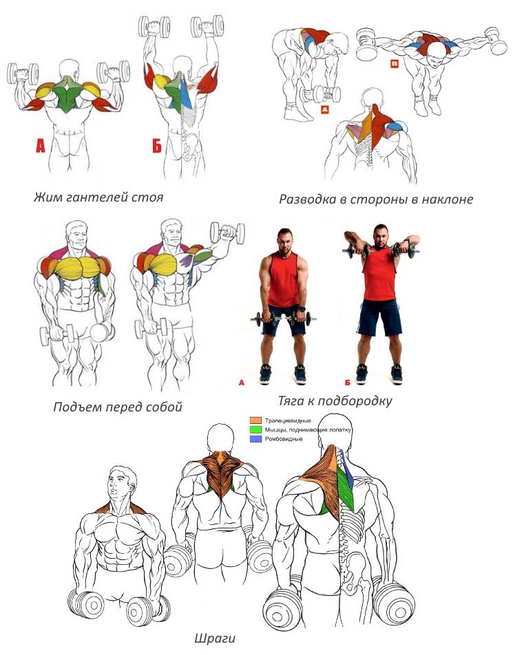 Тренировка плеч: особенности выполнения, комплексы и программы для мужчин и для женщин
