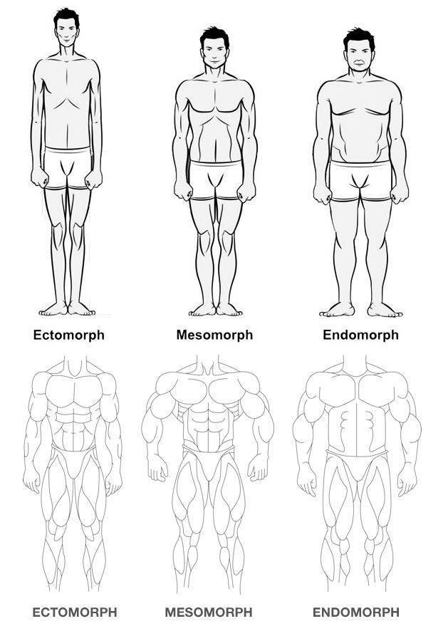 Типы строения тела у мужчин: чем отличаются плотное, среднее и худощавое телосложение