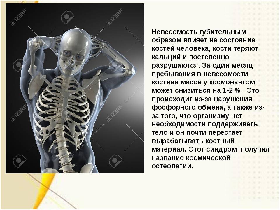 Зожник |   “у меня кость широкая”: что говорят ученые о плотности и весе костей