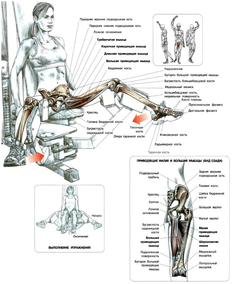 Сведение ног в тренажере: техника выполнения, какие мышцы работают