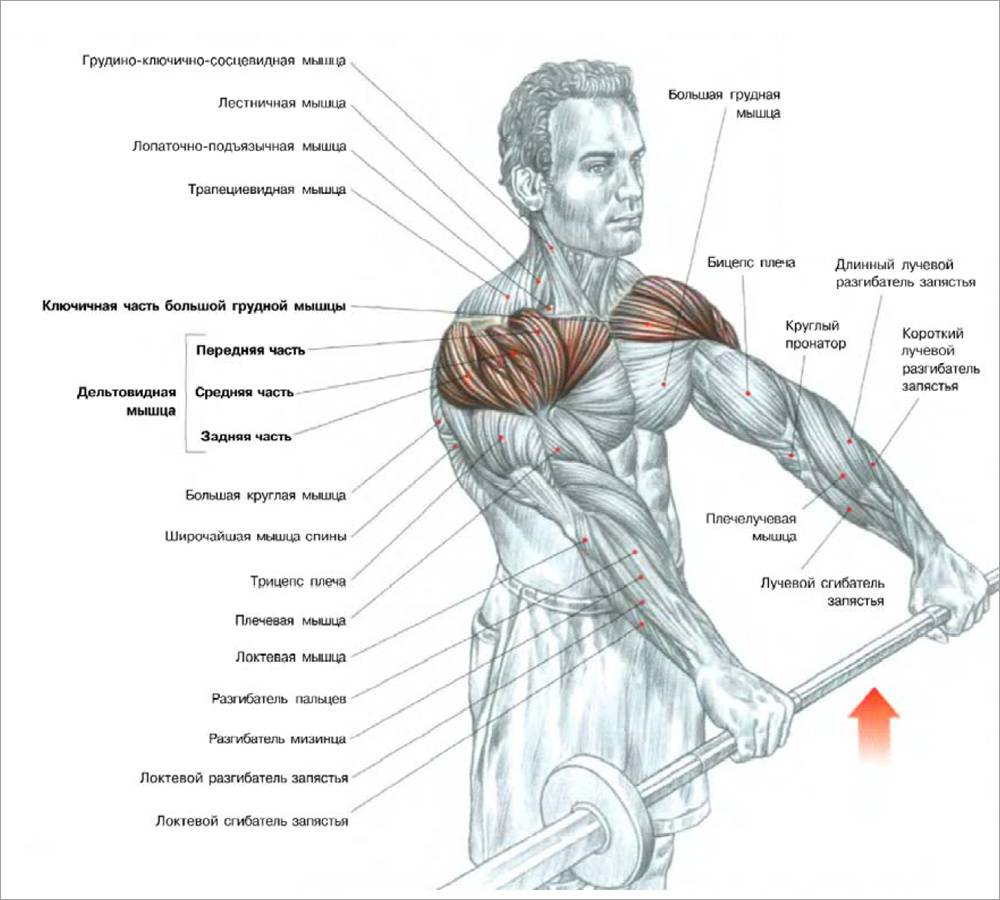 Подъем гантелей перед собой: техника и вариации, какие мышцы работают