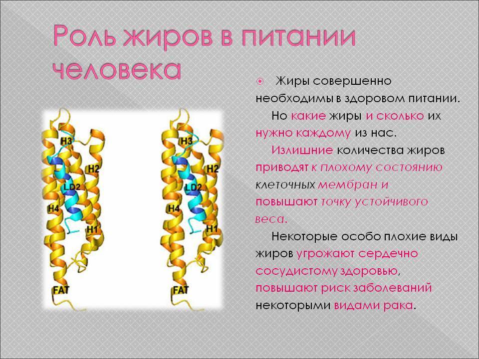 Для чего нужен жир в организме?